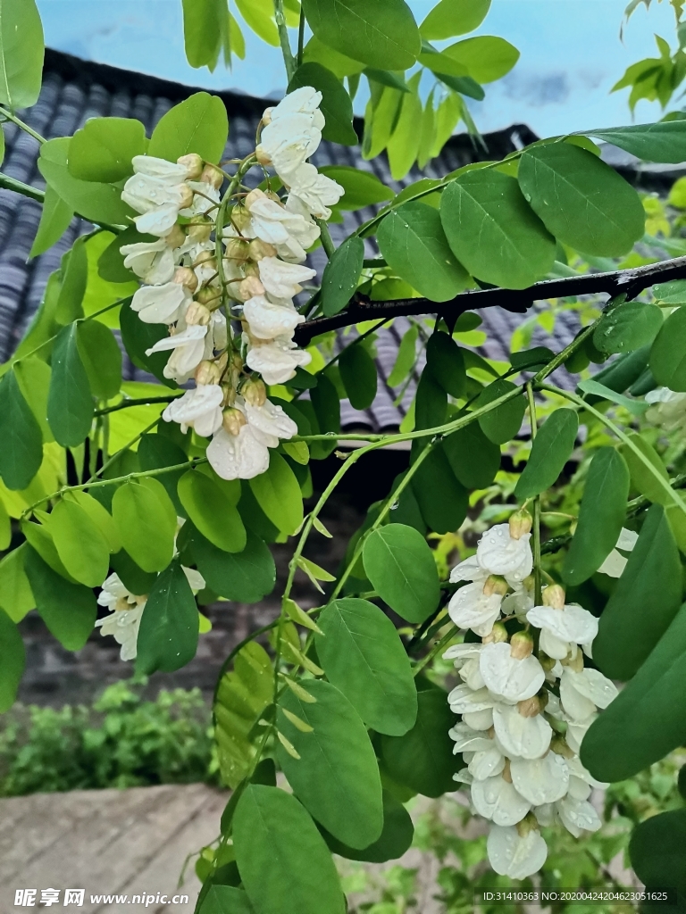 槐花