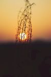 夕望