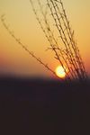 夕望