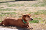 中华田园犬