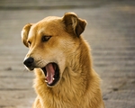 中华田园犬