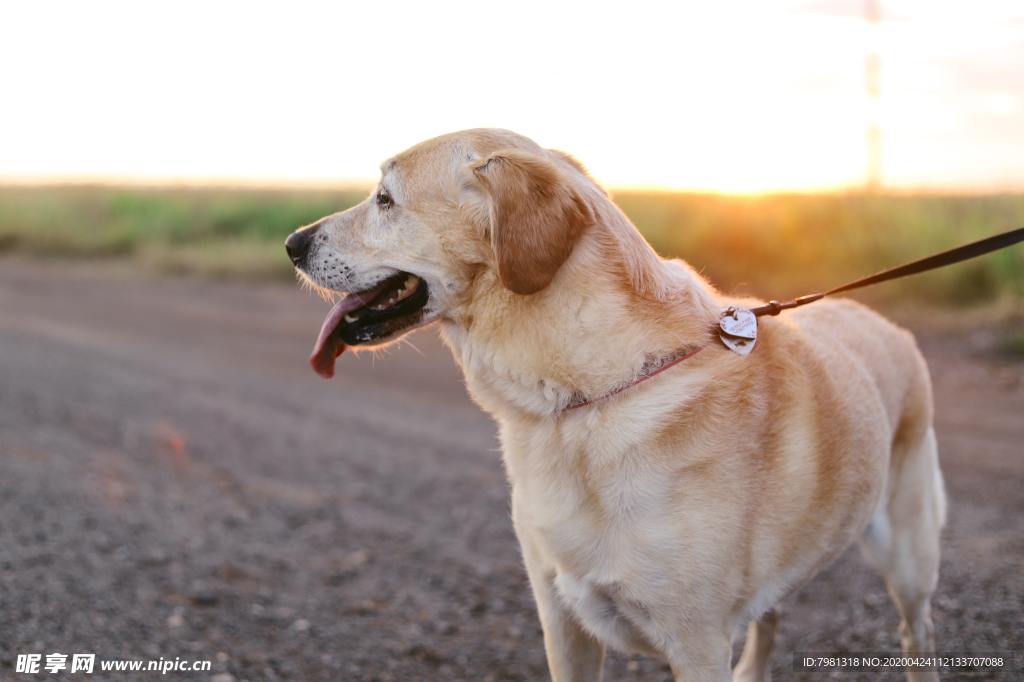 中华田园犬