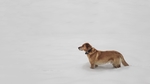 狗