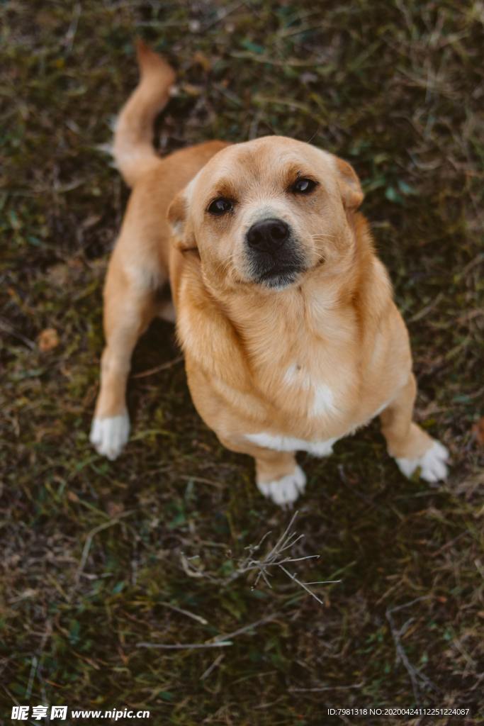 狗