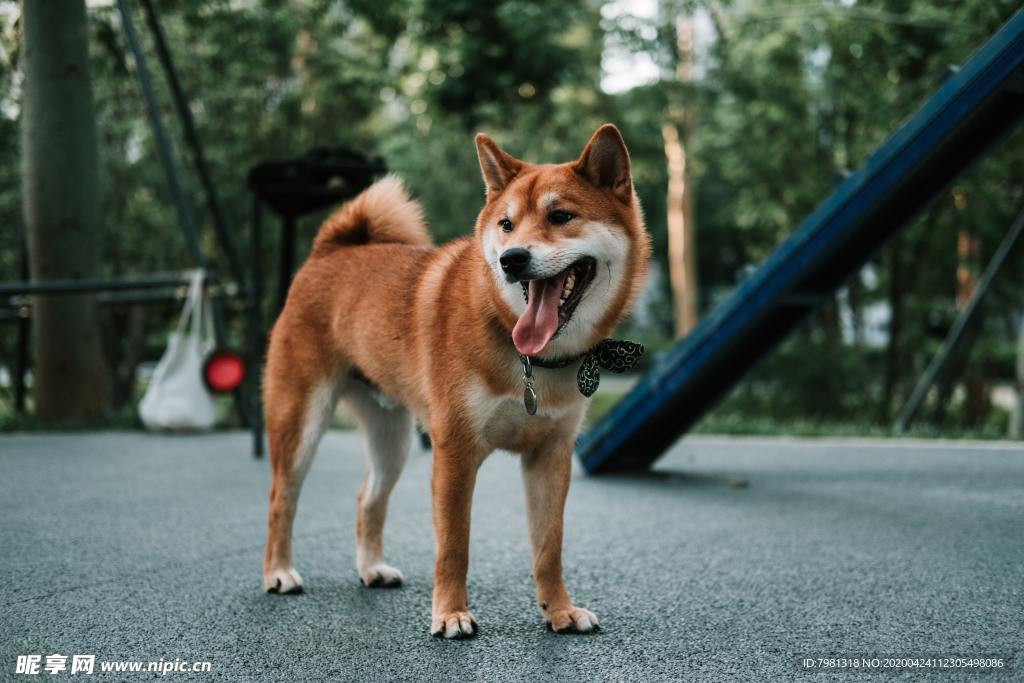 狗