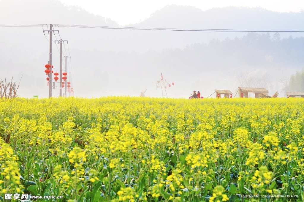 油菜花