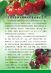 千亩大樱桃项目简介