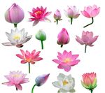 荷花素材