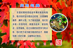 闻鸡起舞
