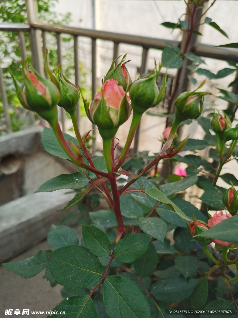 玫瑰花