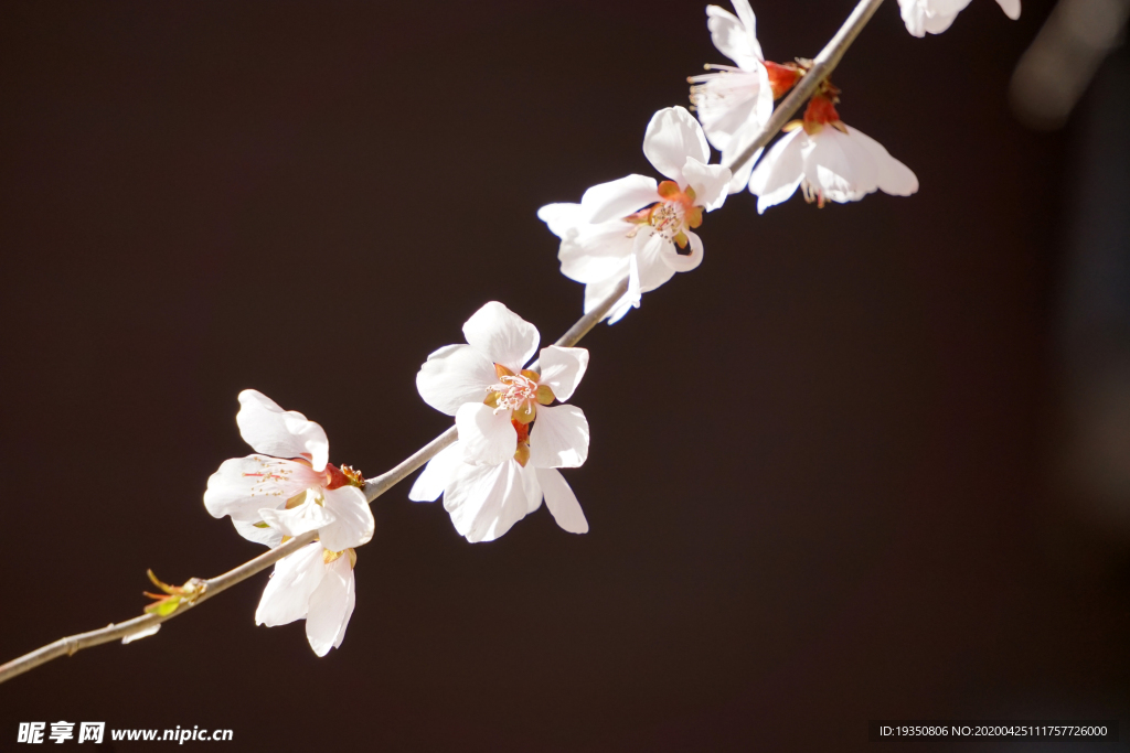 白色的桃花花枝花朵