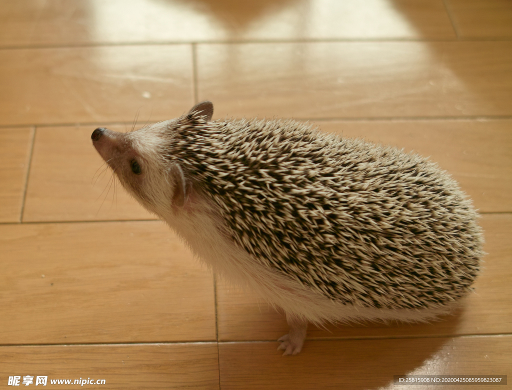刺猬毛刺猬鼠图片
