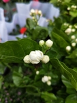 茉莉花