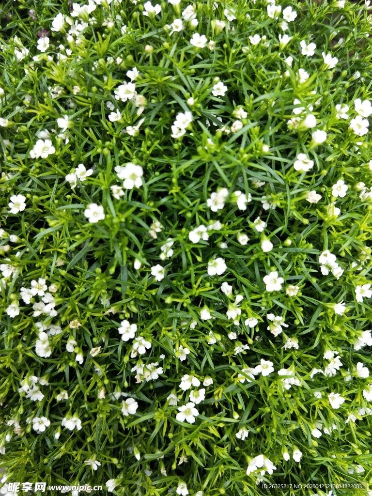 白色圆锥石头花