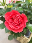 玫瑰花