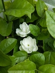 茉莉花