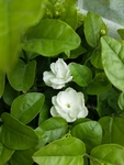 茉莉花