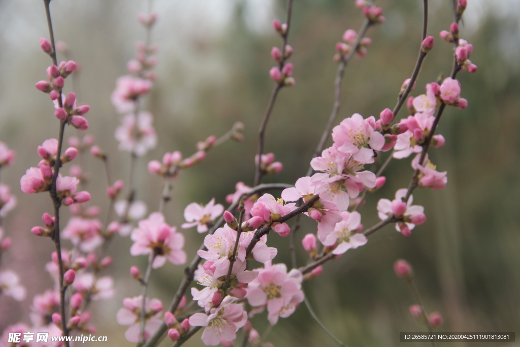 花