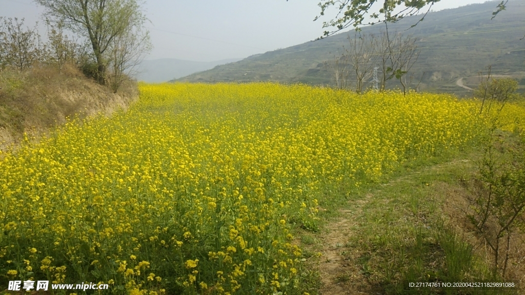 麦地 阴天 高山 山丘 草地