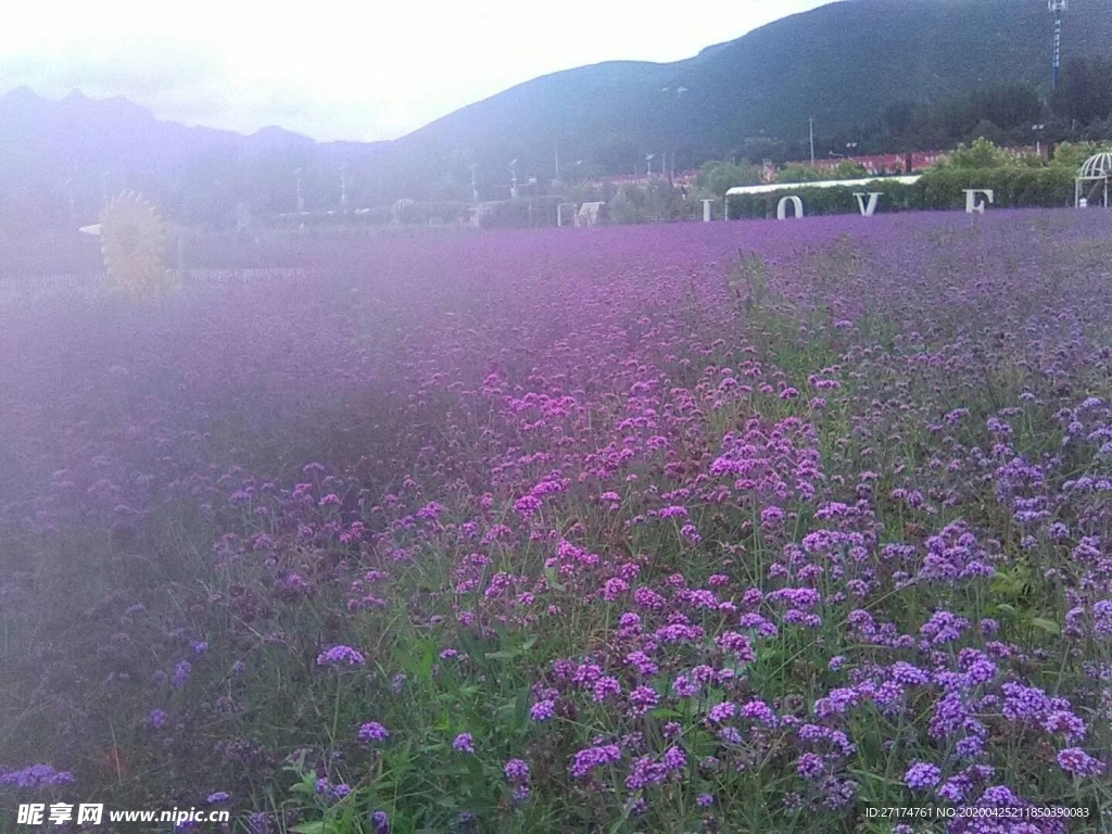 北京 十渡 薰衣草 爱琴海