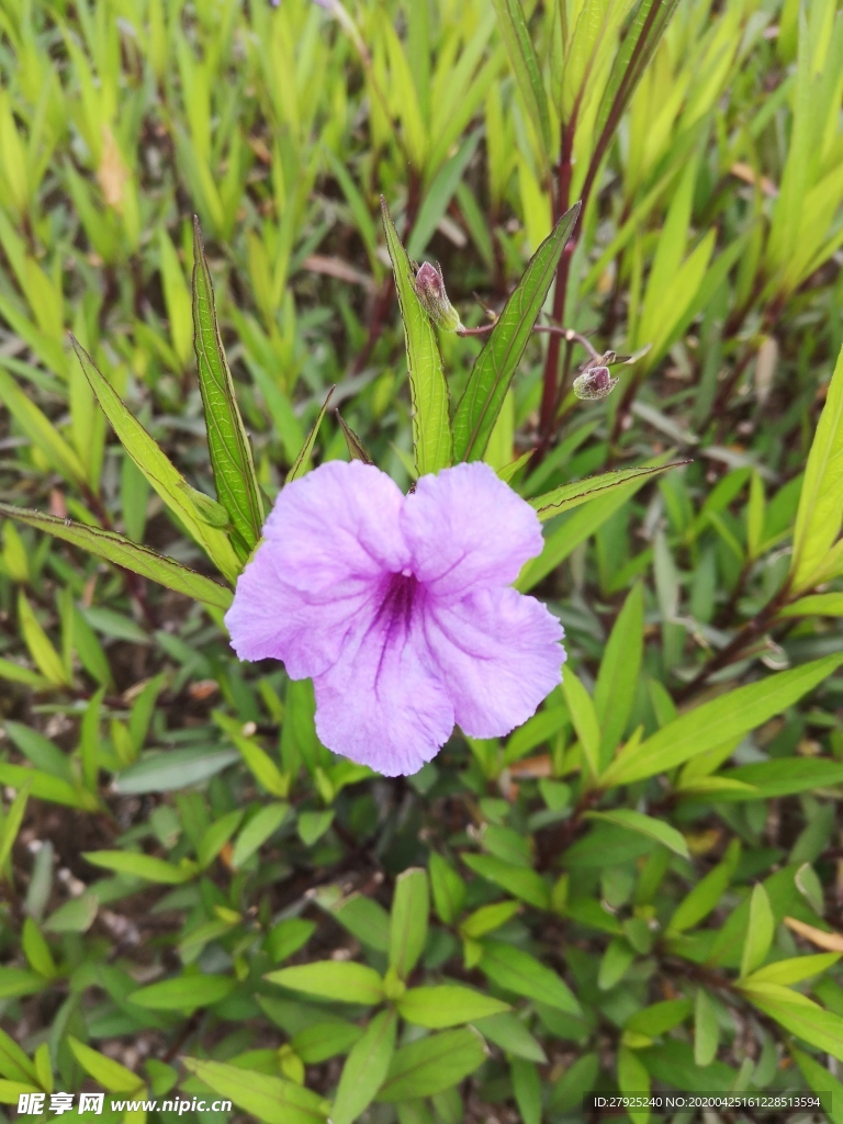 紫色小花翠芦莉