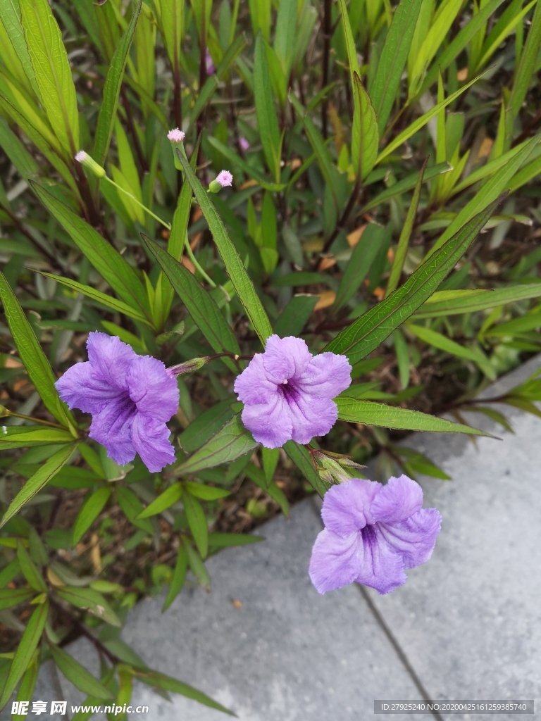 紫色花朵翠芦莉
