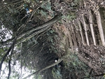 半山风景 山上 上山 景色 风