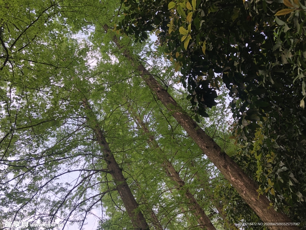 西湖风景 山上 上山 景色 风