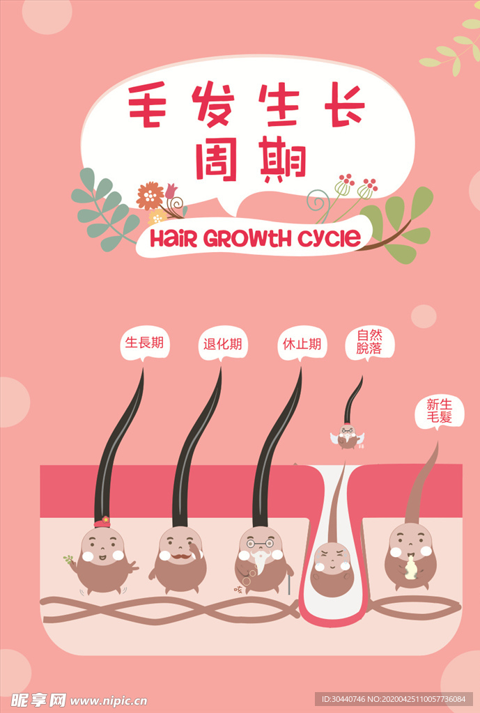 毛发生长周期