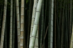 竹子