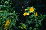 棣棠花
