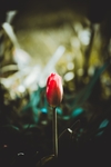 小花