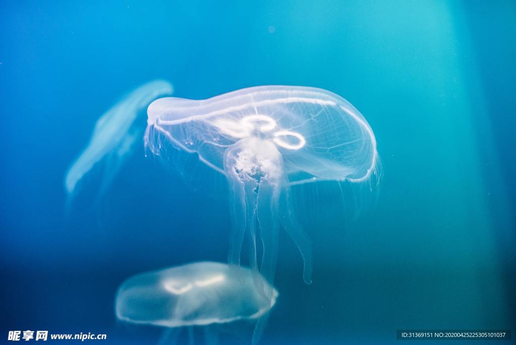 海洋生物水母