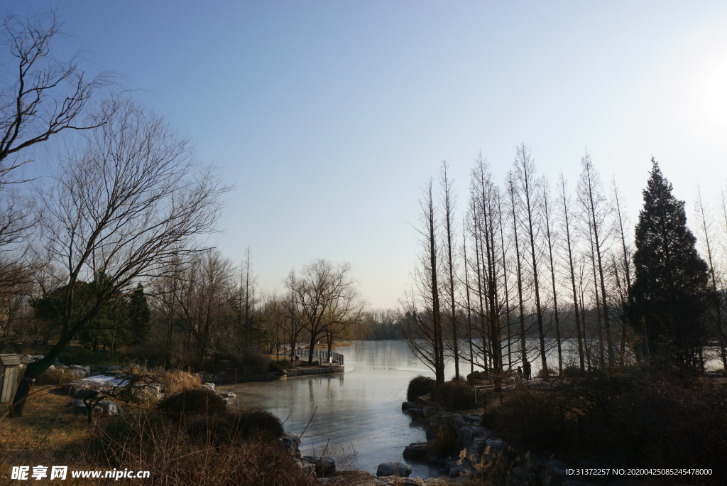 北京植物园冬景