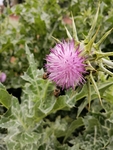 蜜蜂采花 大蓟 小蓟 紫色花朵