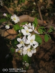 苹果花