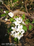 苹果花
