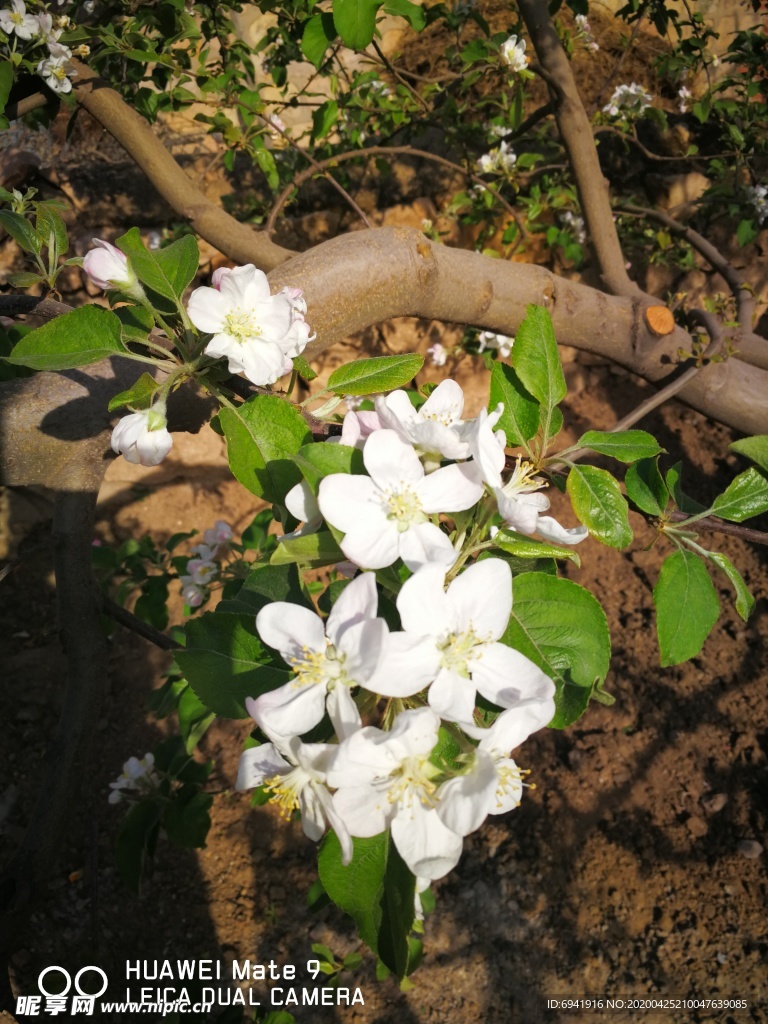 苹果花