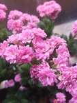 长寿花