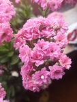 长寿花