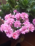 长寿花