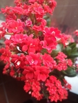 长寿花