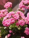 长寿花