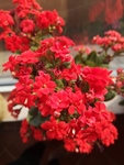 长寿花