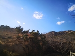 山