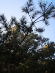 松树