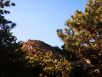 松树