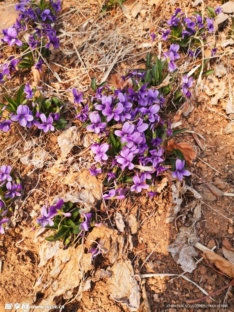 紫花