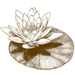 花卉素描