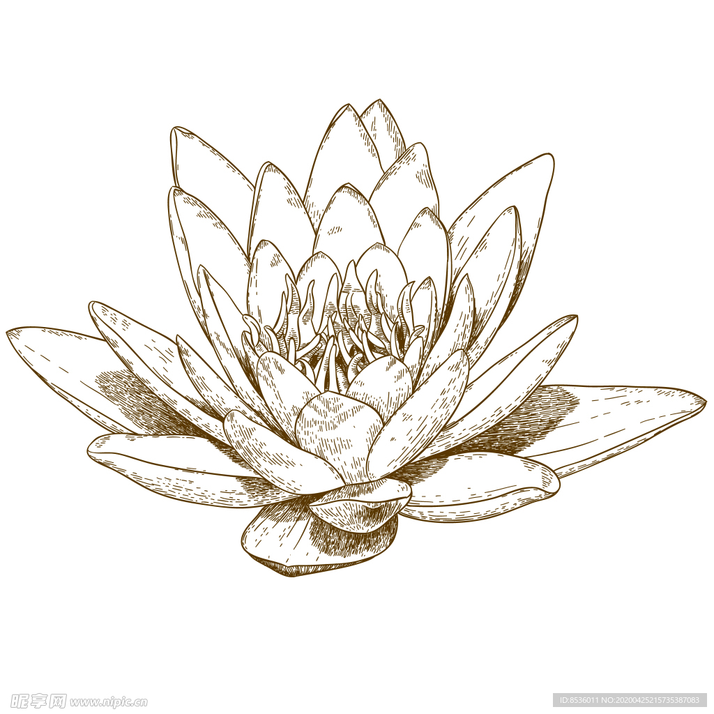 花卉素描